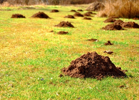 Mole and Gopher Removal - Albany, OR