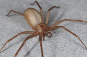 brown recluse spider - Spider Extermination