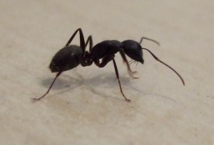 Oregon Carpenter Ants