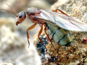 A carpenter ant queen (C. crispulus)