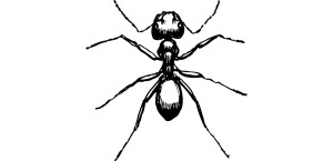 Carpenter Ant survival needs