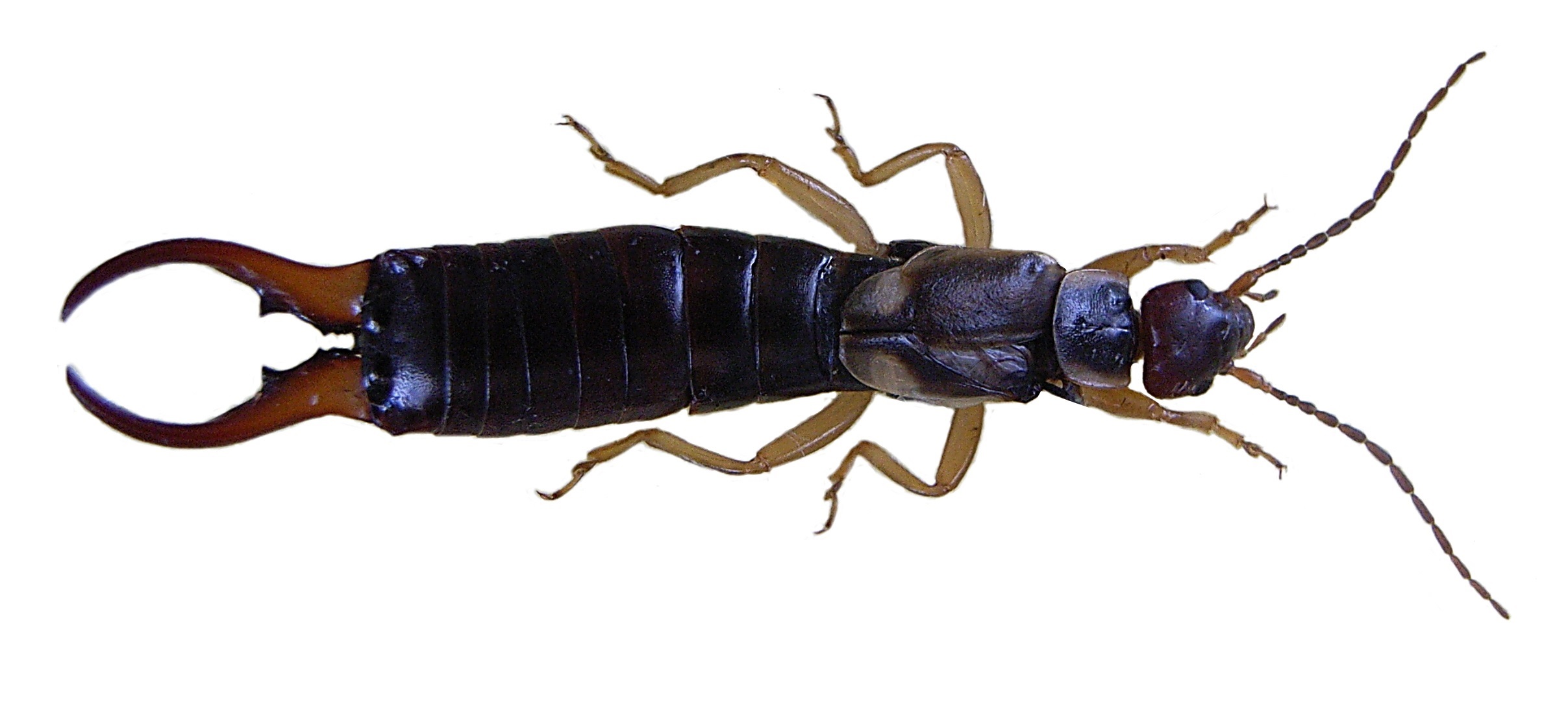 Do Earwigs (aka Pincer Bugs) Really Pinch?