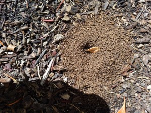 Active Ant Mound