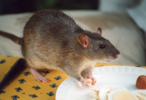 Rodent proofing homes