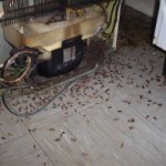 cockroach-infestation; all about german cockroaches