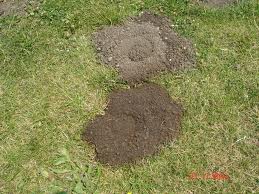 Gopher Mounds