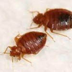 what bed bugs look like