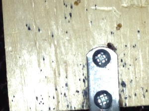 bed bug traces on bed frame