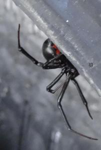 Dangerous Oregon Spiders 101: The Black Widow