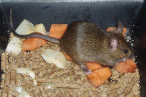 House Mouse - northwest mice