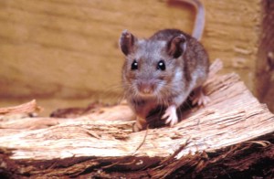 Deer Mouse - northwest mice