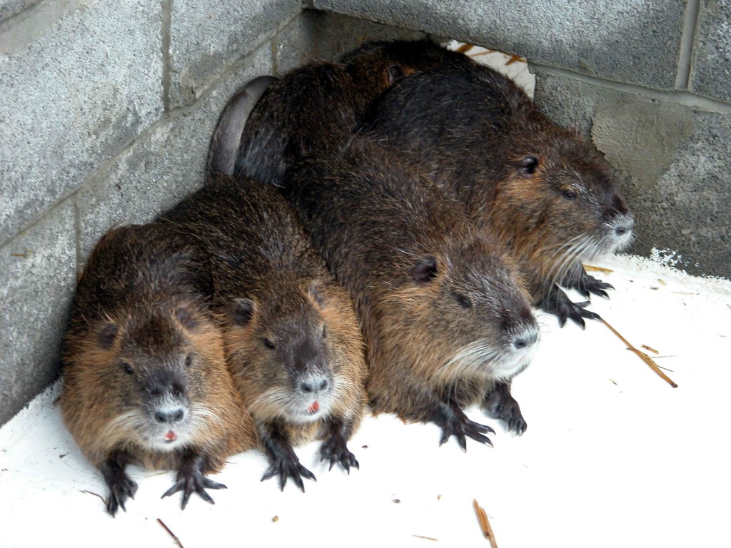 Nutria - northwest rodents
