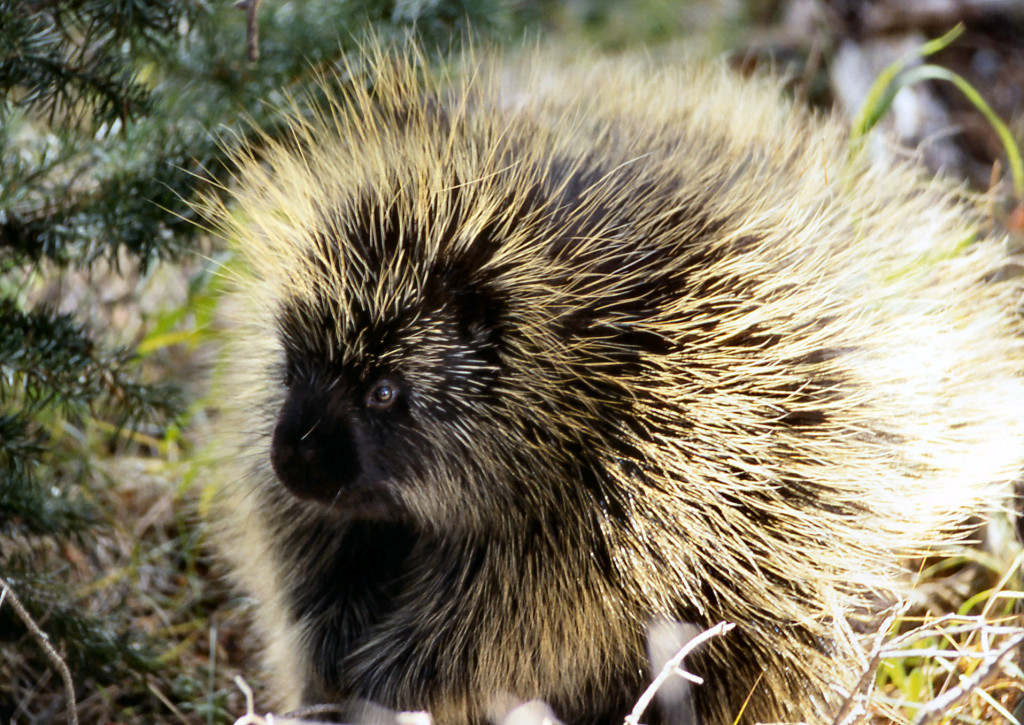 porcupine - northwest rodents