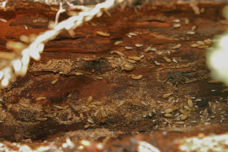 dampwood termites