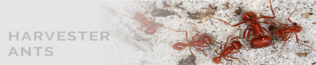 harvester ant